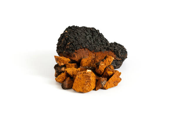 Organic Chaga Mushroom Powder image 3