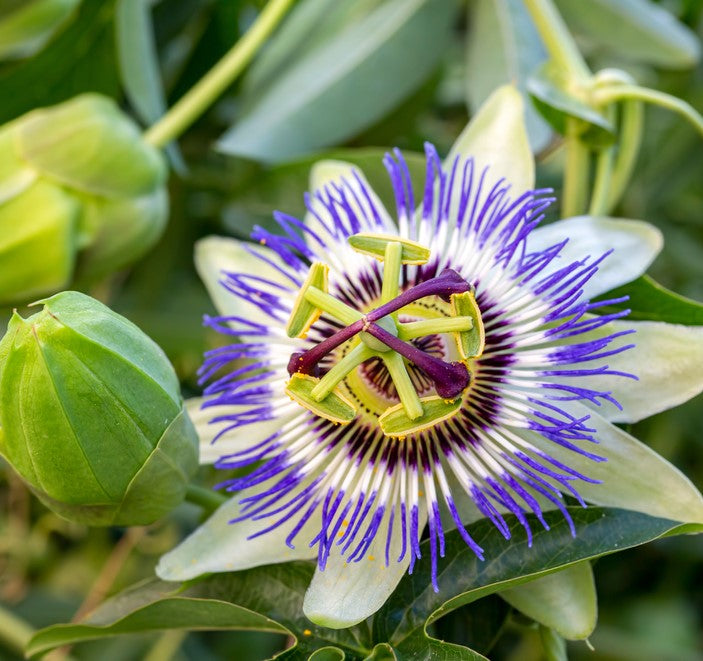 Organic Passion flower - Calming - image 3