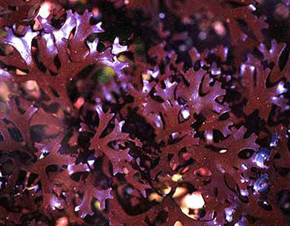 Organic Irish Sea Moss Powder - Chondrus Crispus - image 3