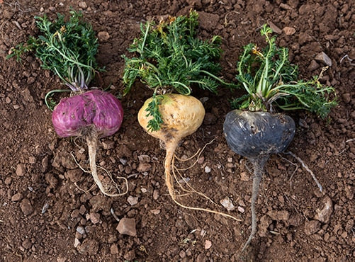 Organic Maca Root Blend - 4 Colour Gelatinised